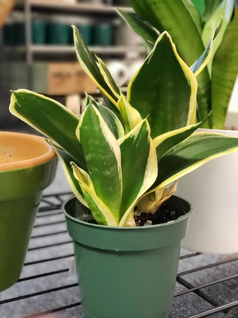 sansveria sp black & gold variegated snake plant Black Gold Snake plant – Plants and Things LLC