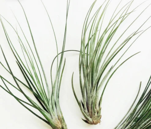 juncea air plant care Tillandsia Juncea Plant