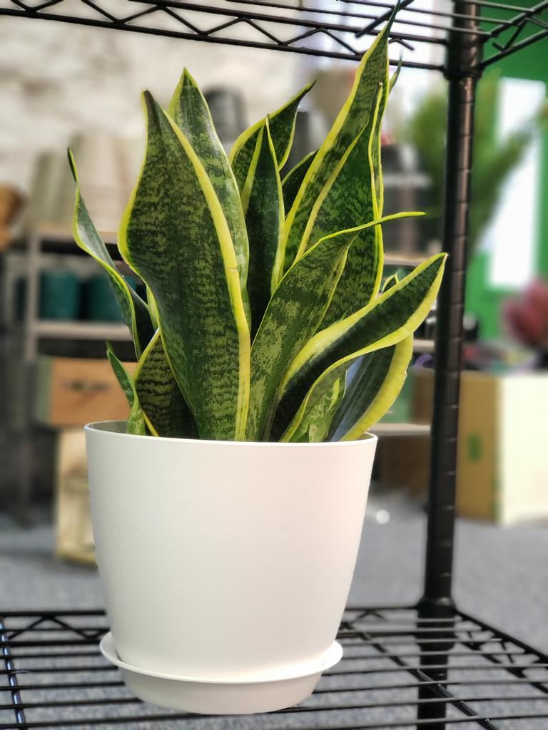 laurenti snake plant Laurentii Snake Plant