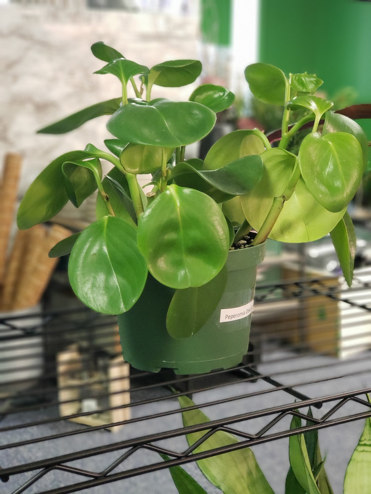 Peperomia Obtusifolia