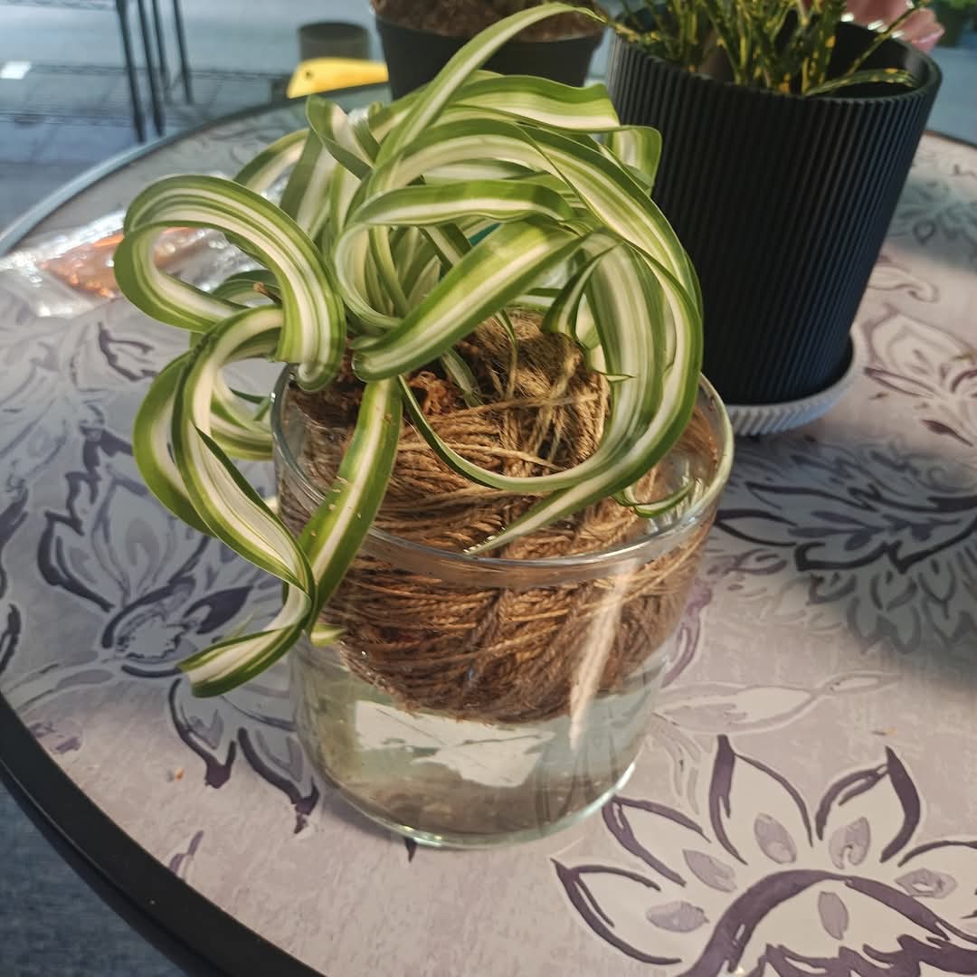 Curled green and cream leaves in a twine-wrapped plant design displayed in glass