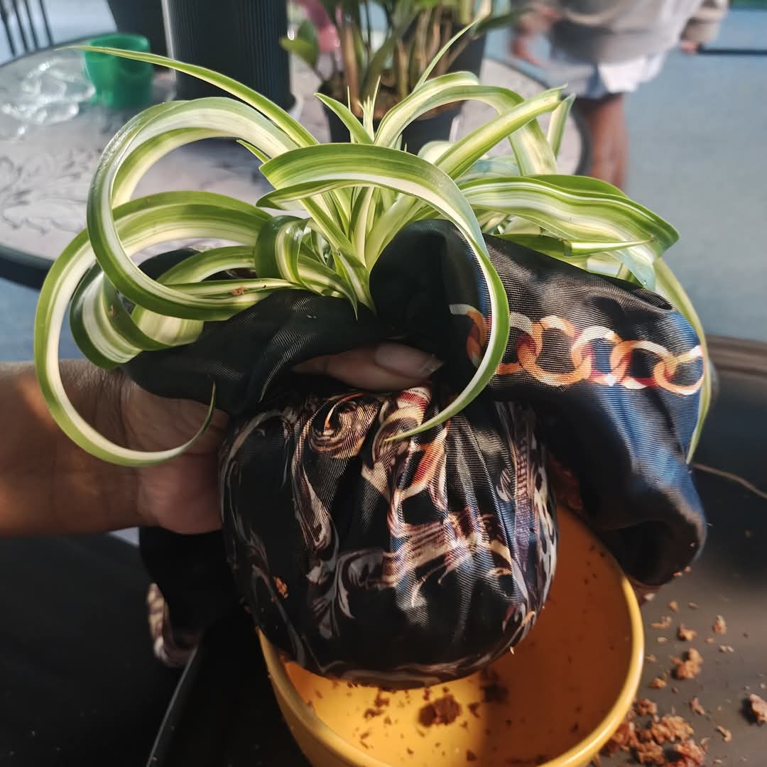 Curly Bonnie spider plant wrapped in black and gold patterned fabric