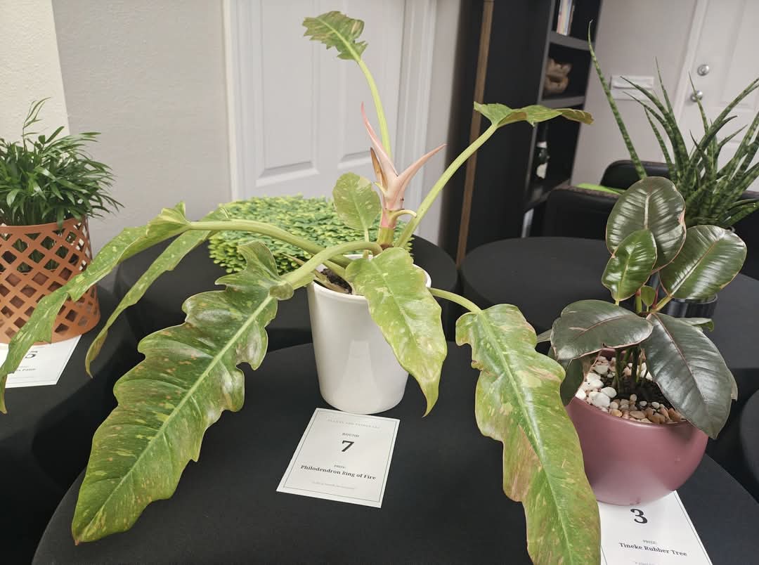 Philodendron with long variegated leaves and serrated edges in a white pot