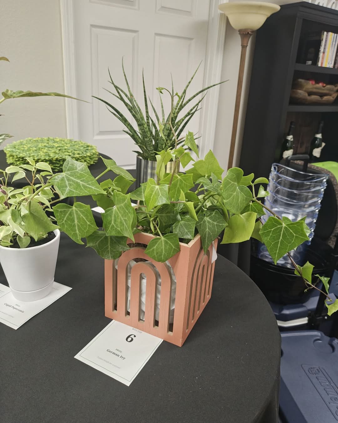 Plants displayed at Plant Bingo, including an ivy in a peach planter beside a numbered game card
