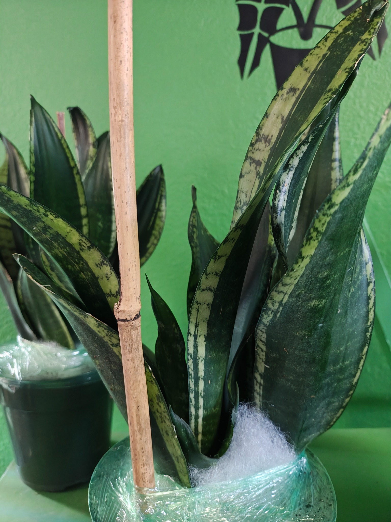 Dark green snake plant leaves with mottled yellow-green edges