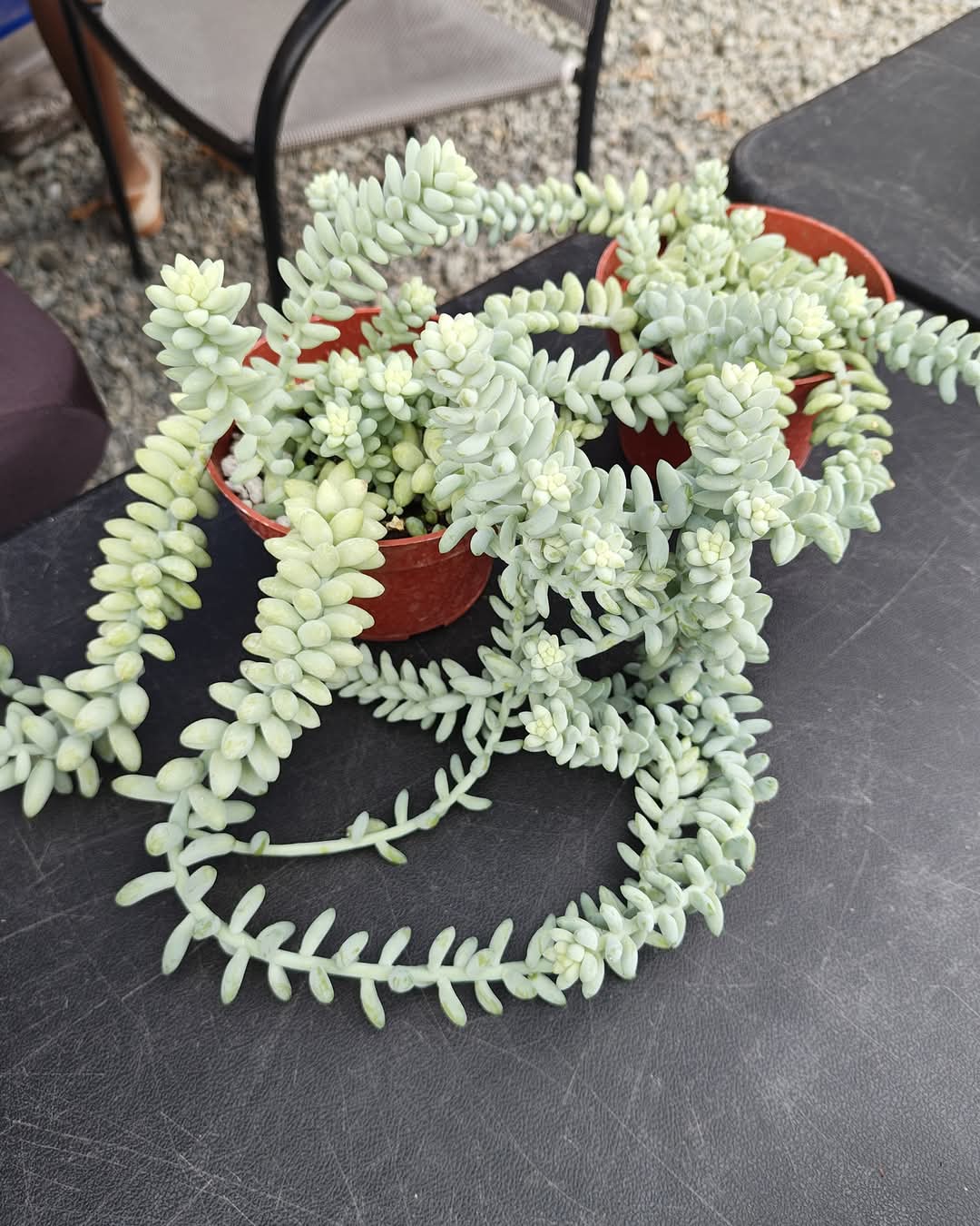 Pale green trailing succulent with plump clustered leaves