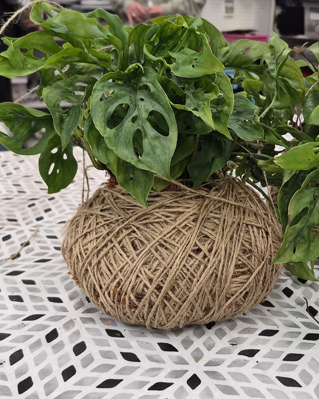 A participant’s Monstera kokedama wrapped in natural twine