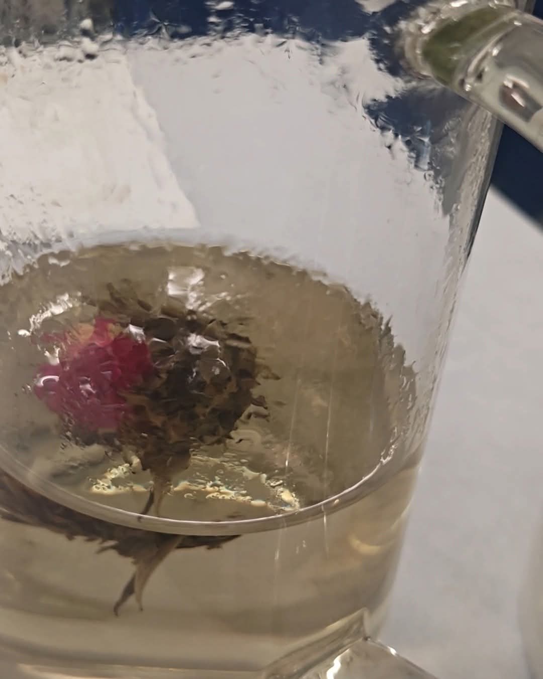 Flowering tea opening in pale golden tea inside a glass pot