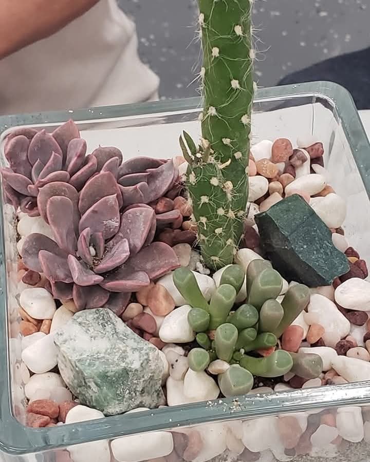 Cactus and succulent design from a terrarium workshop