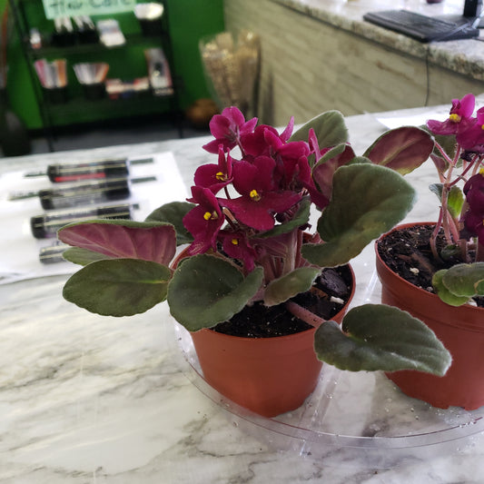 African Violet- Purple