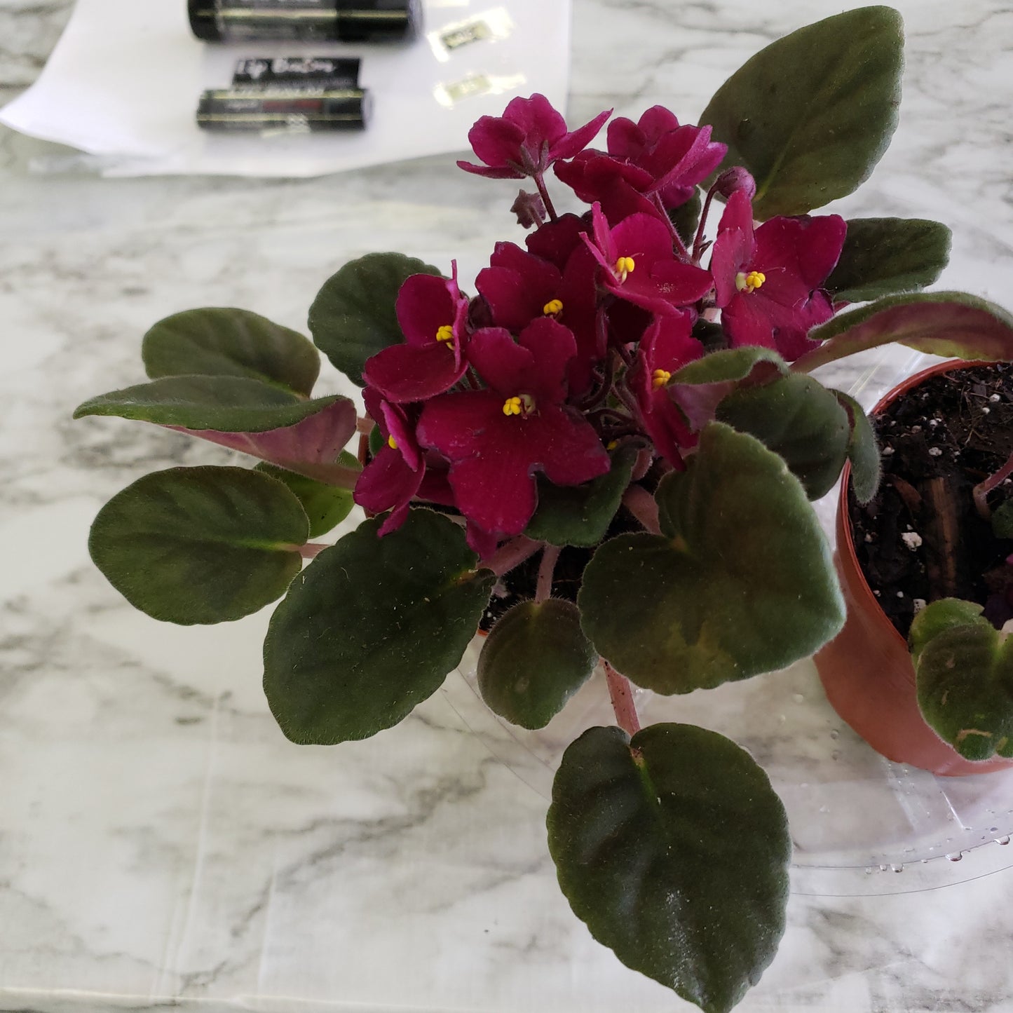 African Violet- Purple