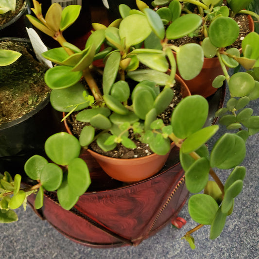 Peperomia Hope- trailing