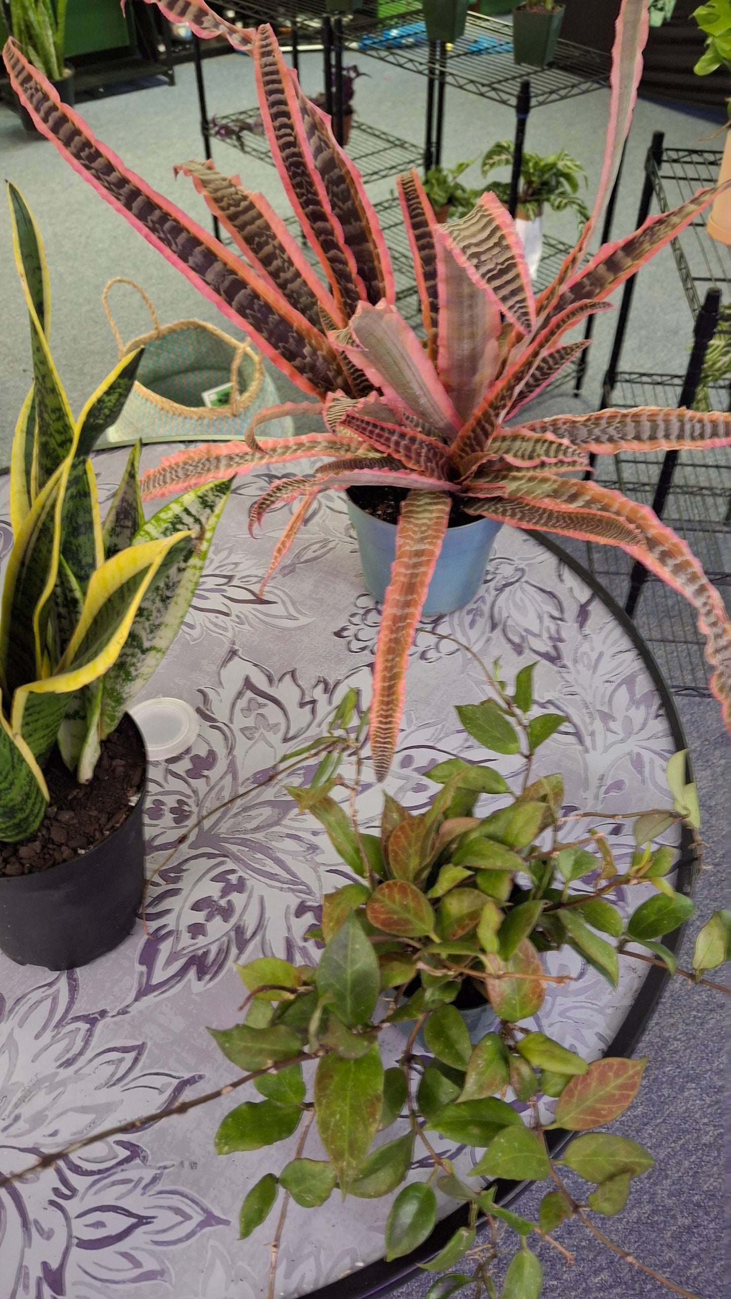 Cryptanthus 'Pink Starlight'