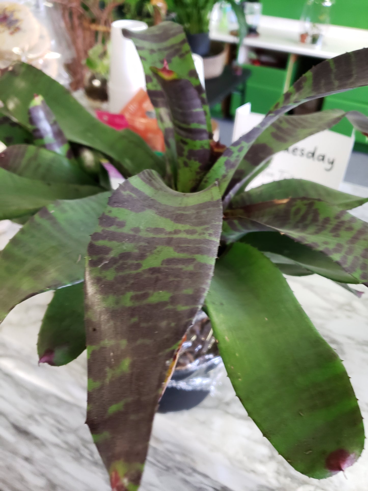 Bromeliad Flaming Sword