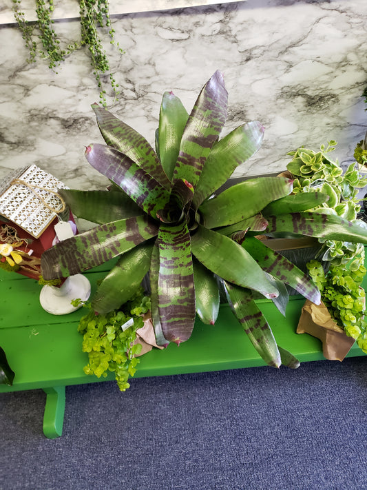 Bromeliad Flaming Sword