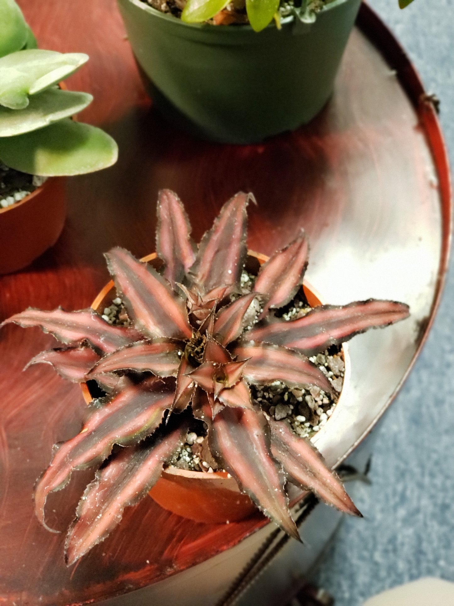 Cryptanthus Zonatus