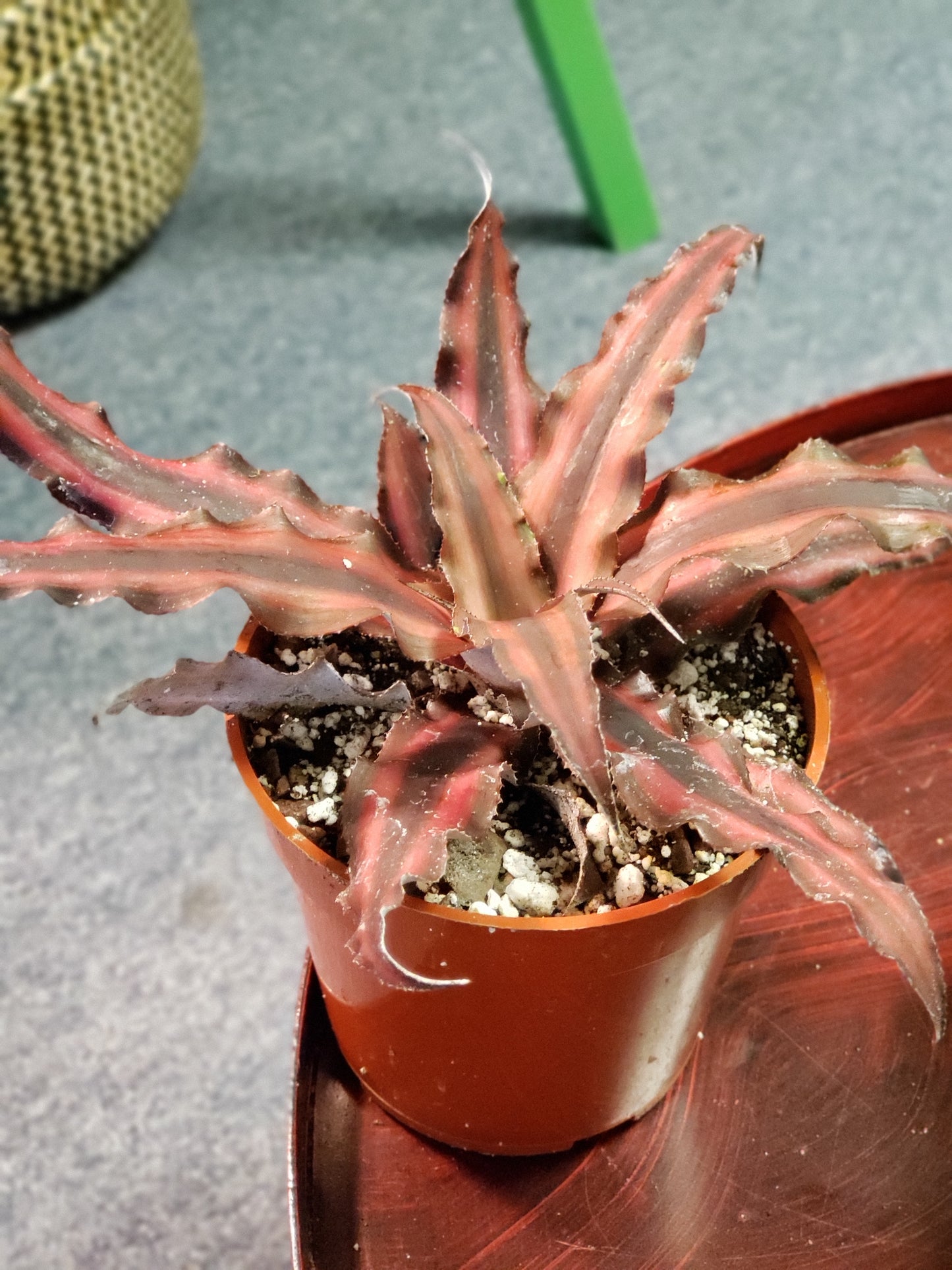 Cryptanthus Zonatus