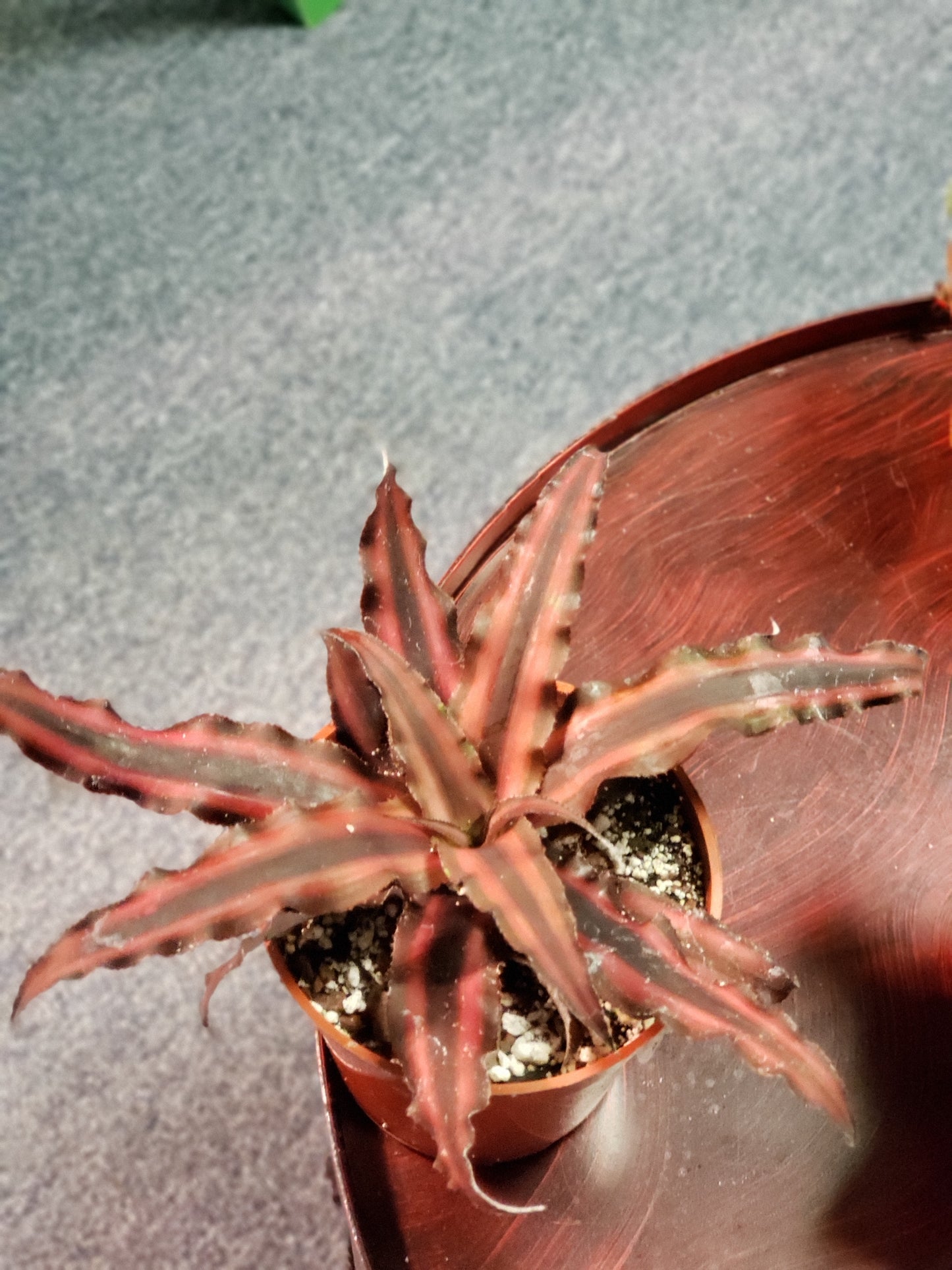 Cryptanthus Zonatus