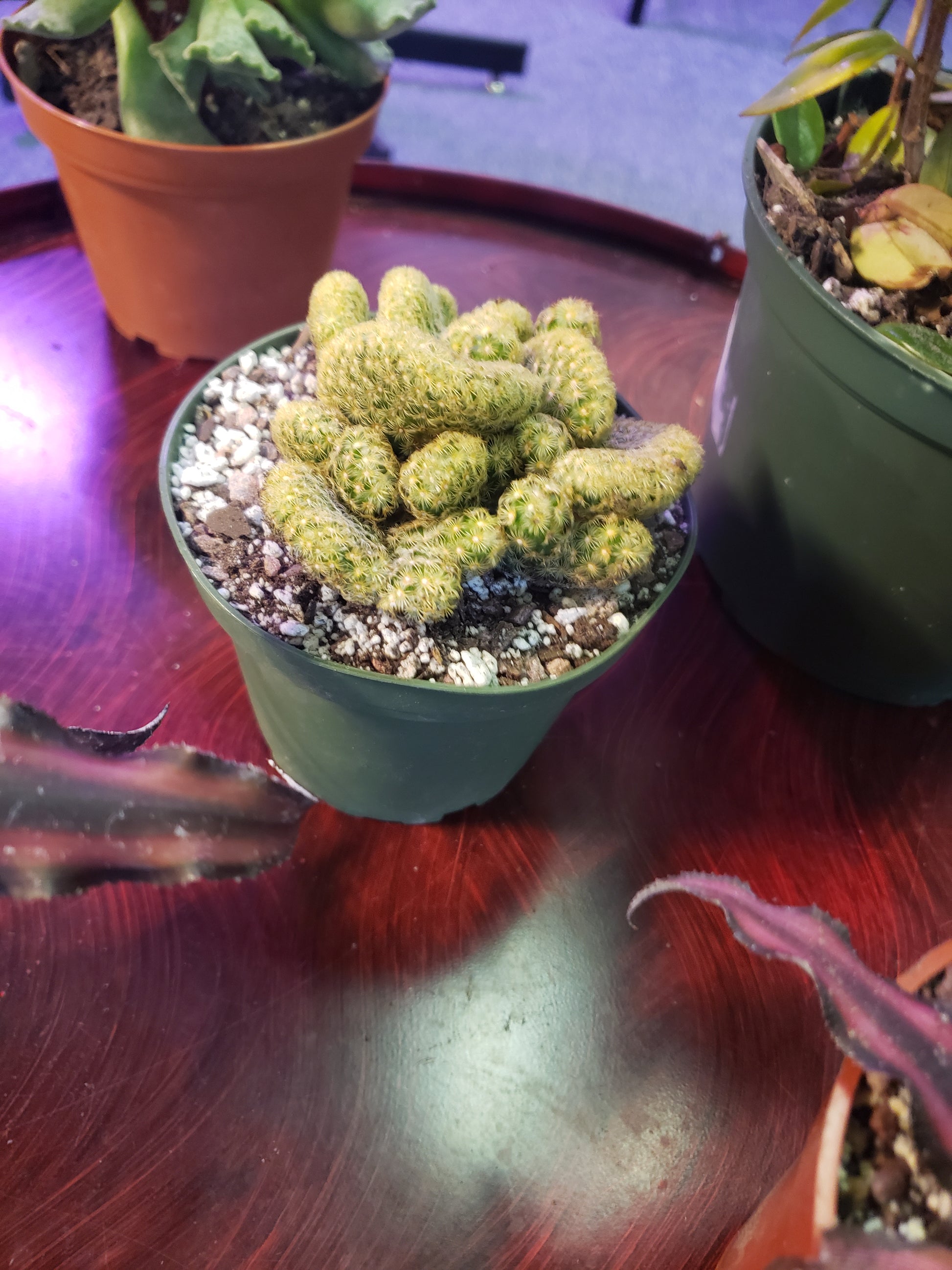 succulent plant that looks like a brain Brains Cactus, Mammillaria Elongata – Plants and Things LLC
