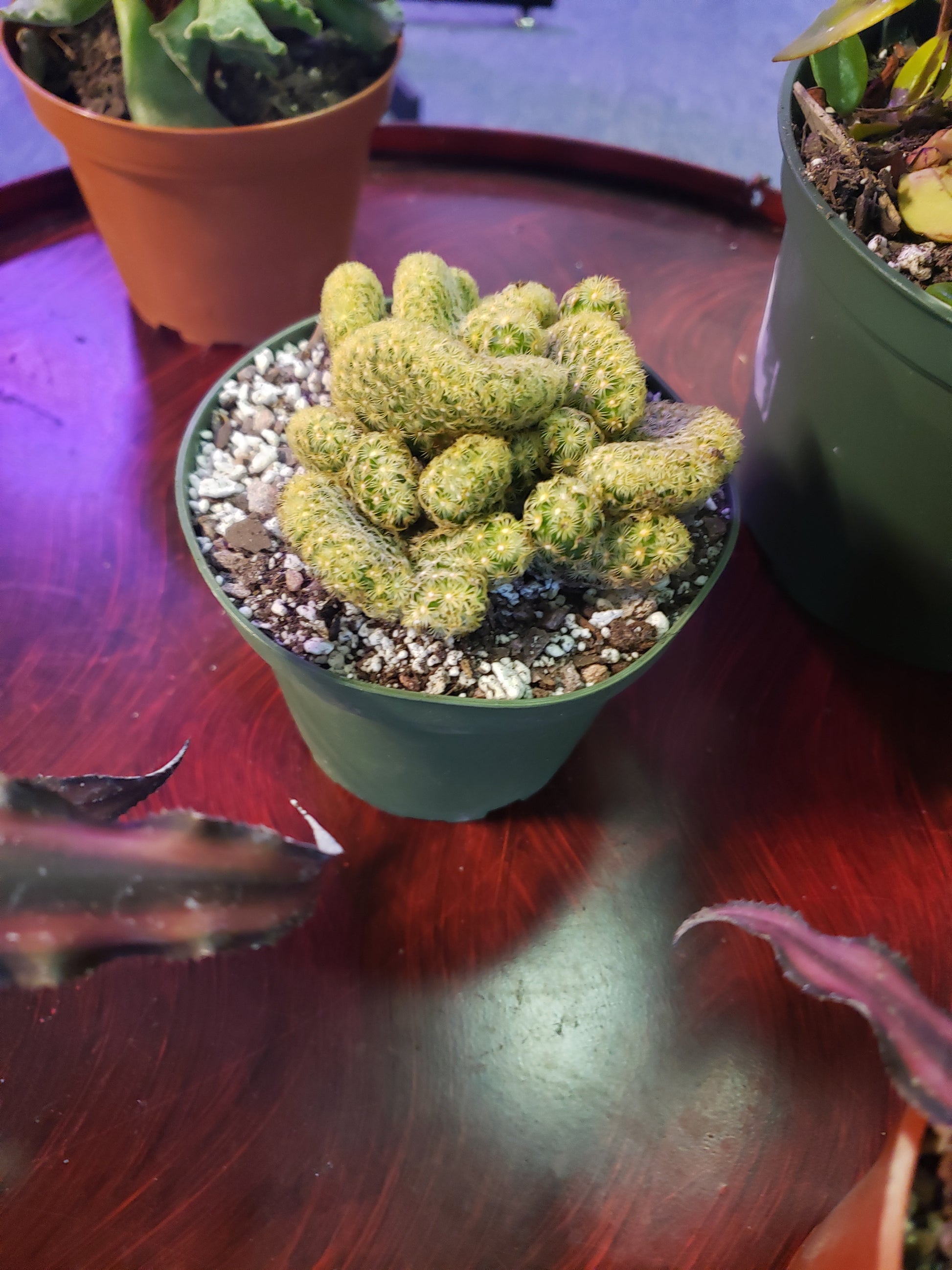 brain succulent Brains Cactus, Mammillaria Elongata – Plants and Things LLC