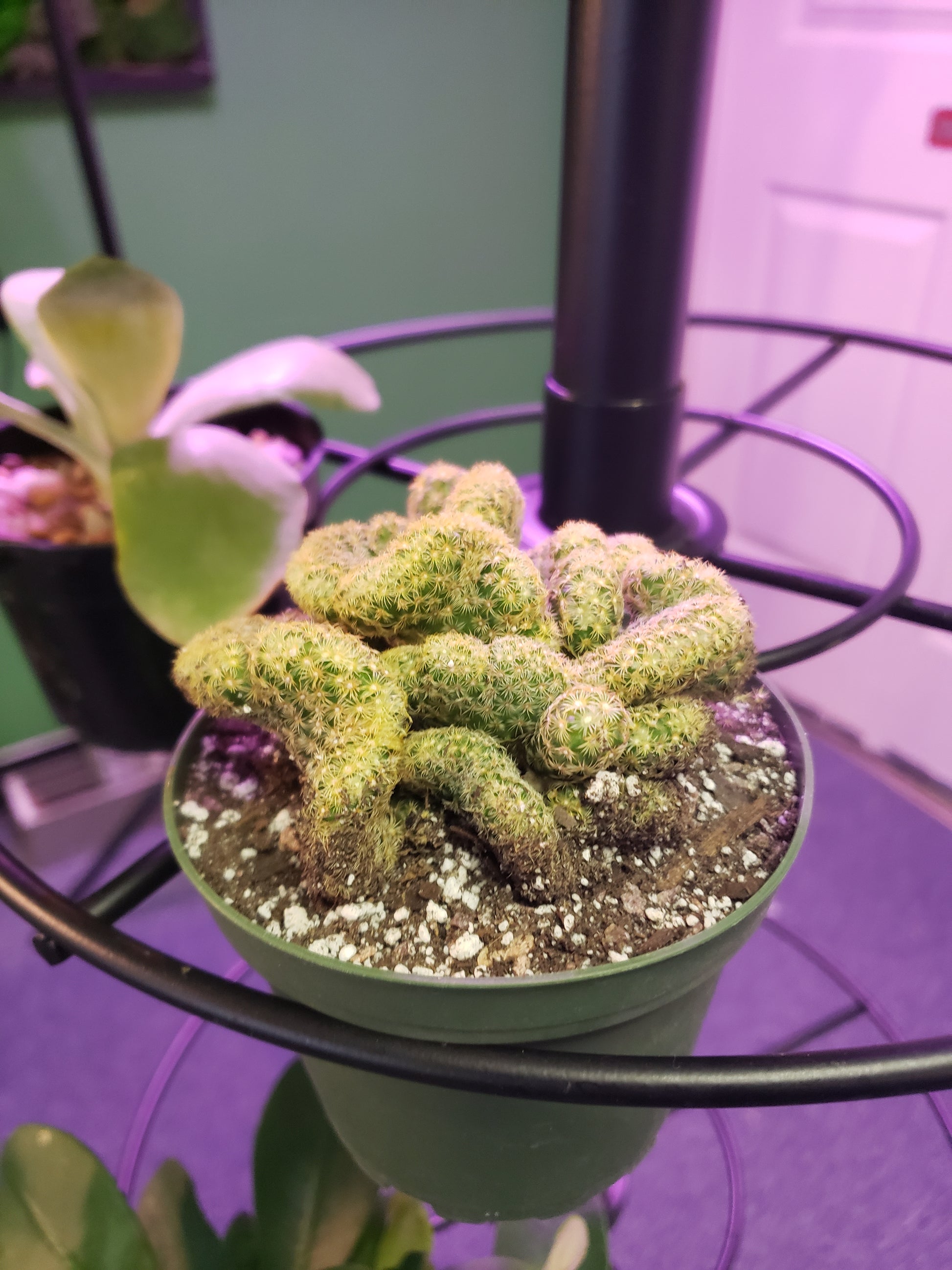 brain plant succulent Brains Cactus, Mammillaria Elongata – Plants and Things LLC