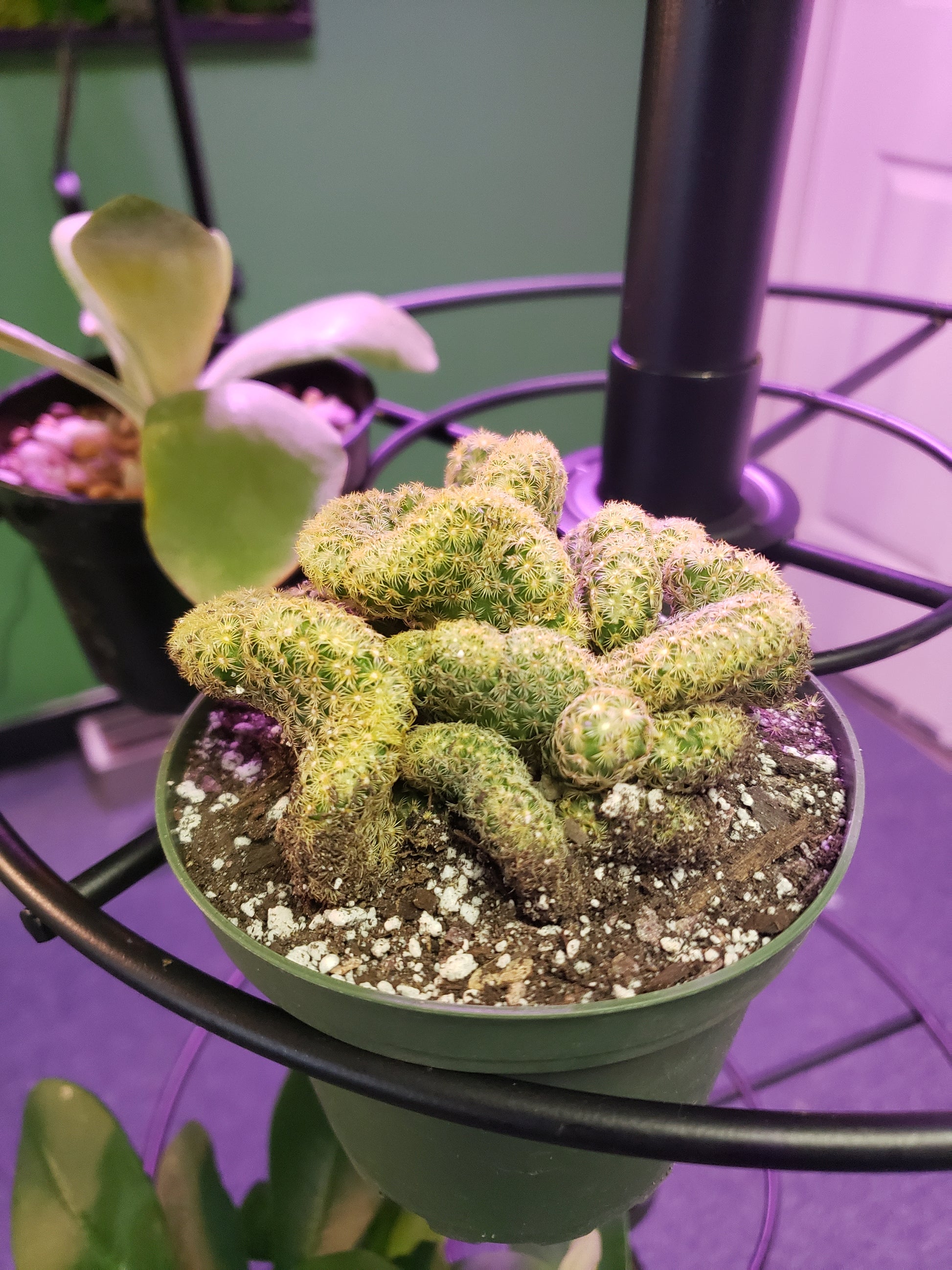 brain succulent for sale Brains Cactus, Mammillaria Elongata