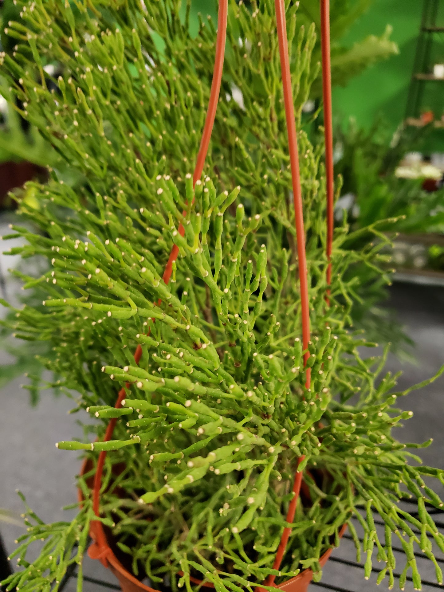 Rhipsalis Bottle Cactus