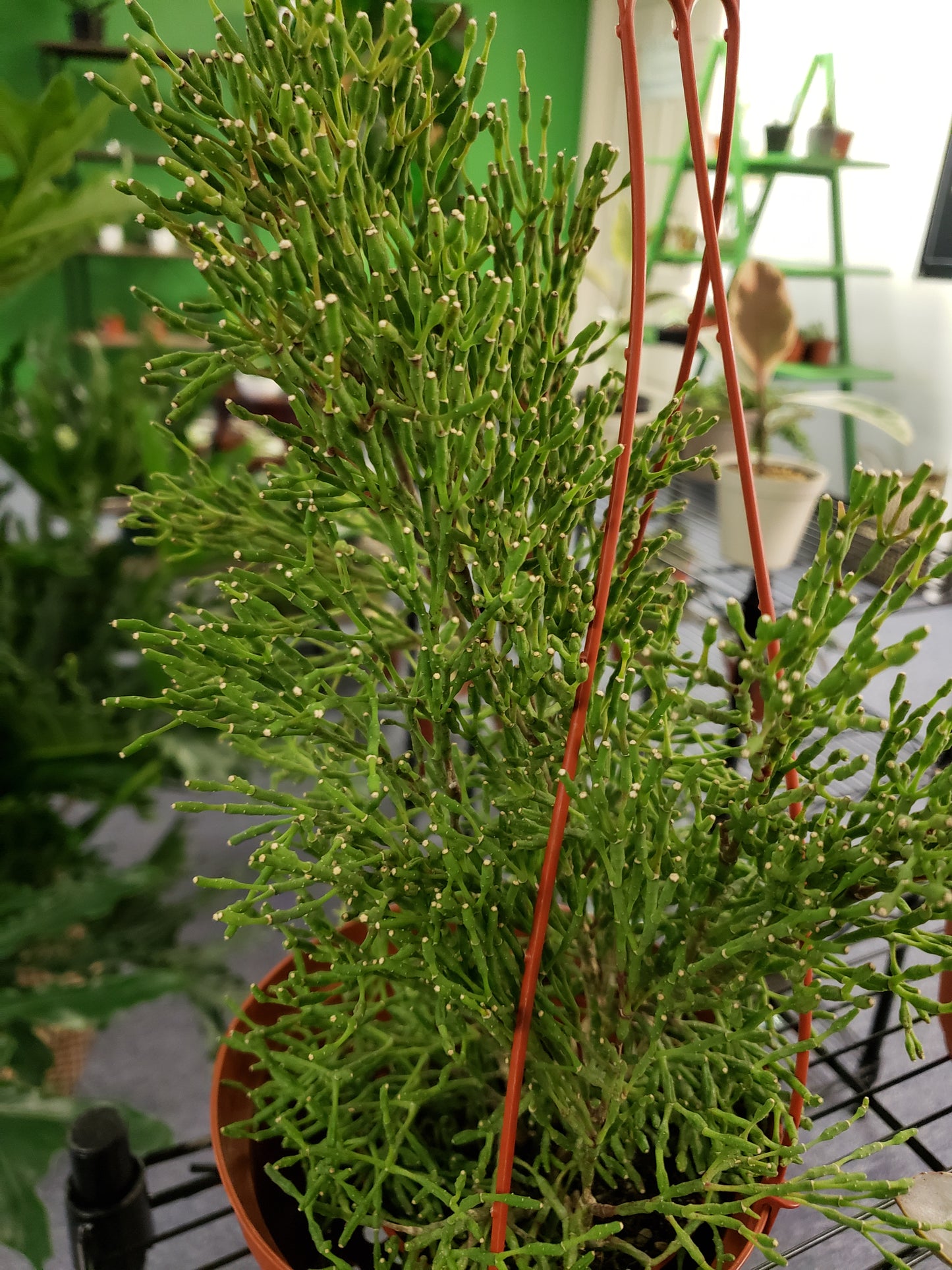 Rhipsalis Bottle Cactus