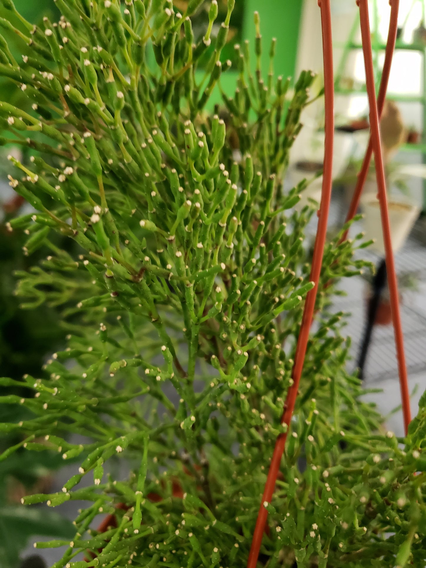 Rhipsalis Bottle Cactus