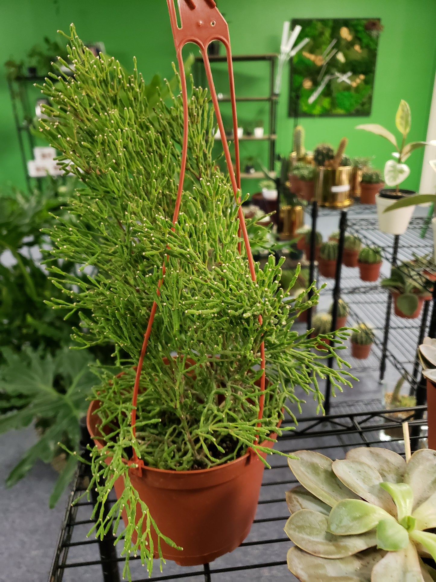 Rhipsalis Bottle Cactus