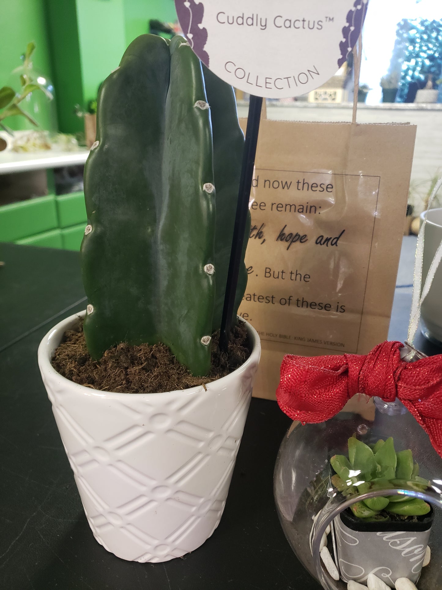 Cuddle Cactus