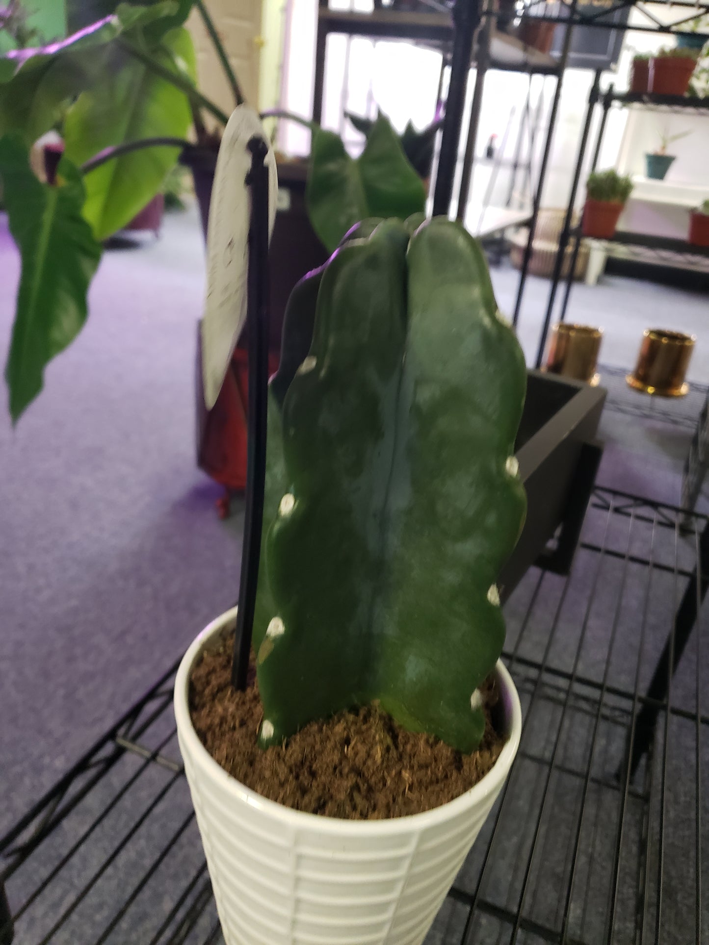 Cuddle Cactus