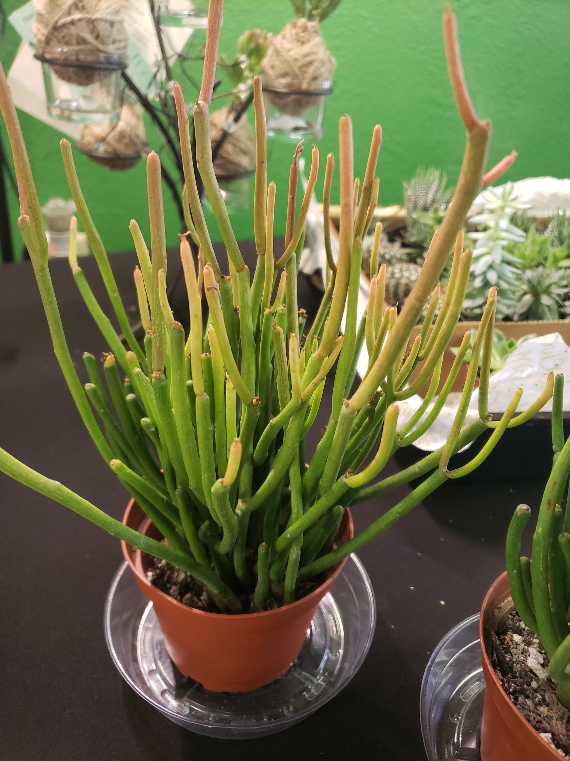 firestick succulent dogs Firestick Euphorbia – Plants and Things LLC