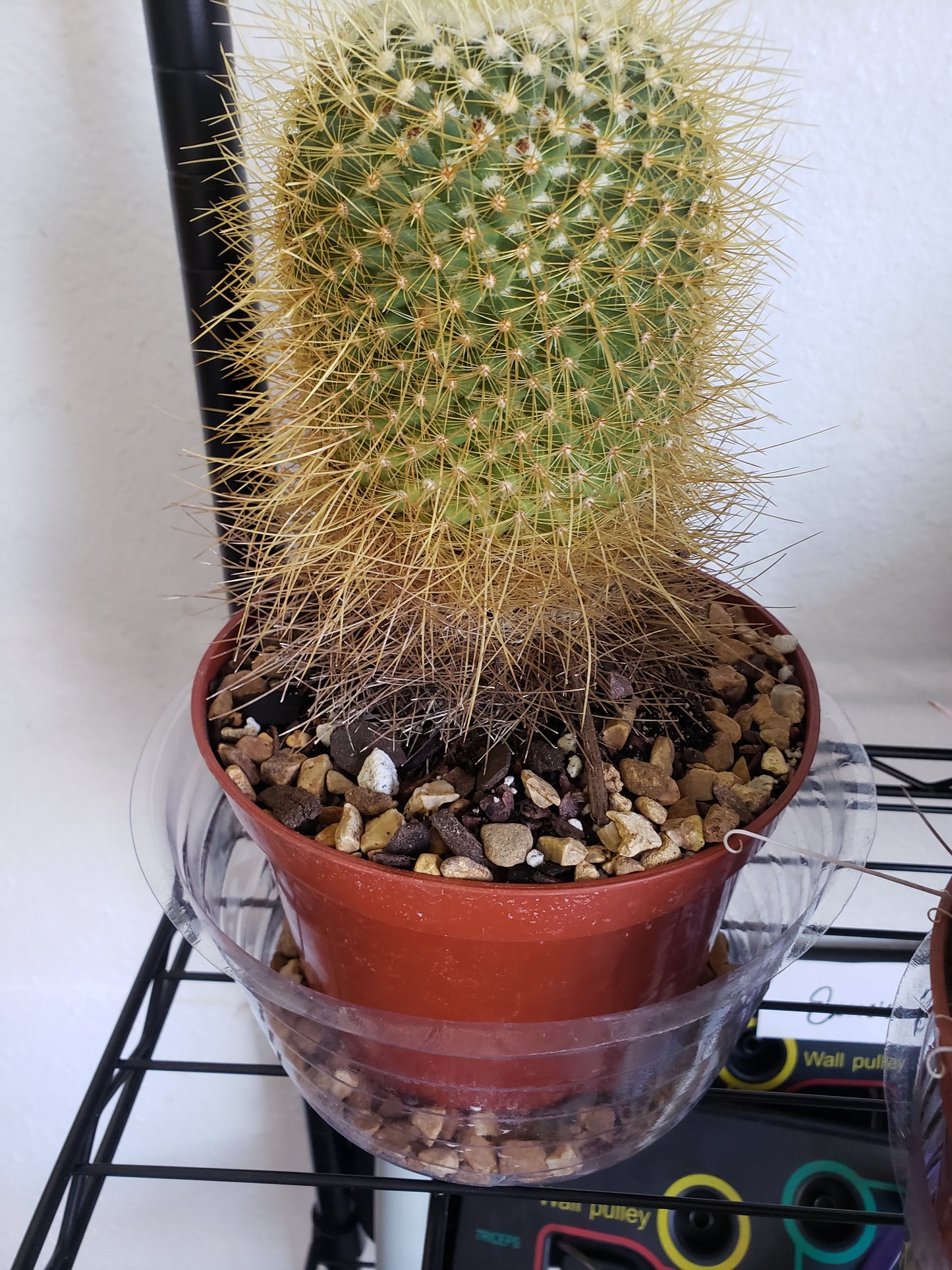 Mammillaria Cactus