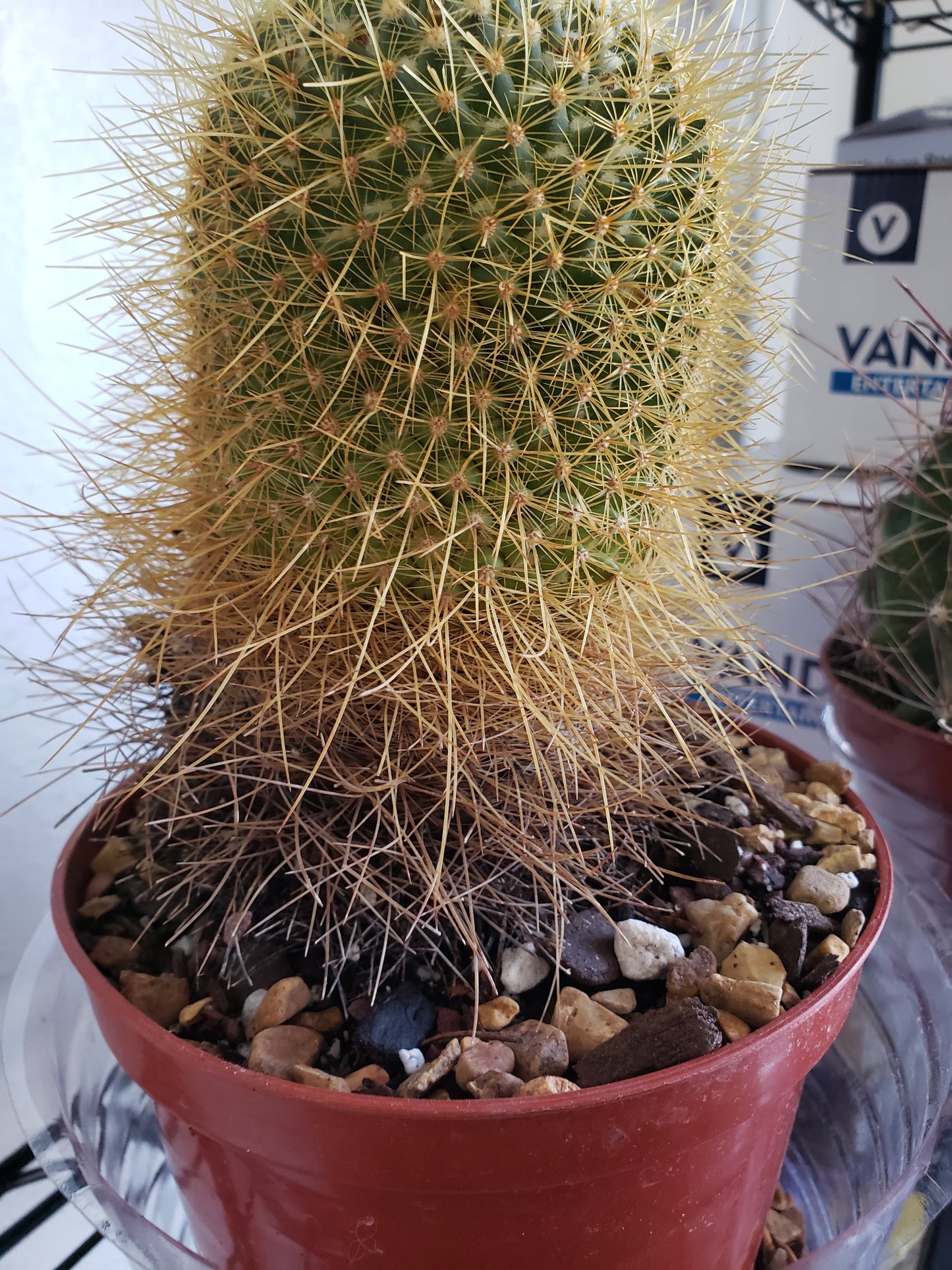 Mammillaria Cactus