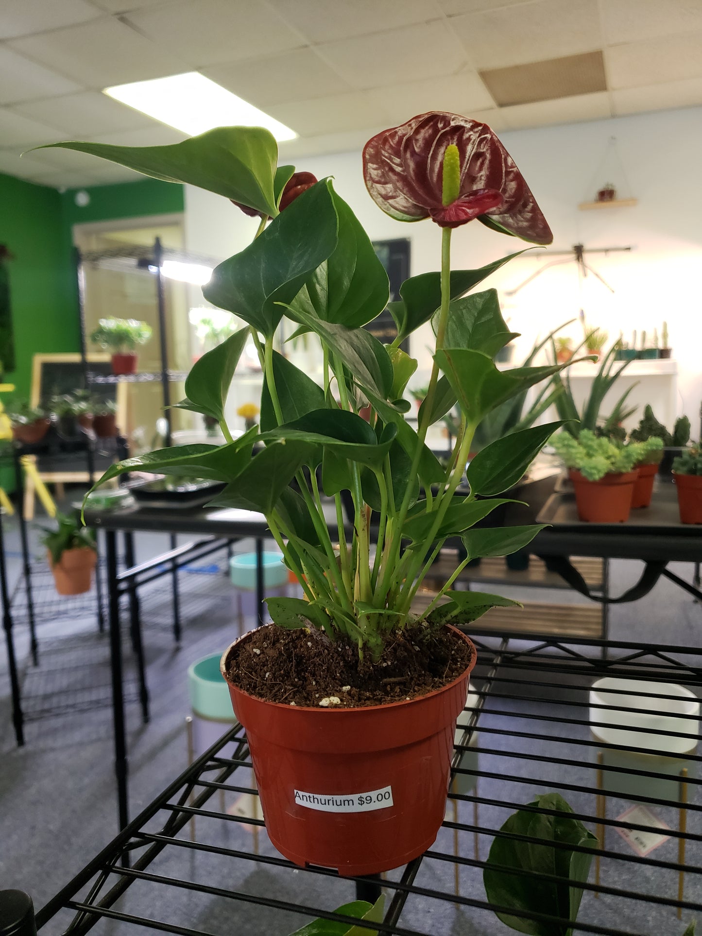 Anthurium