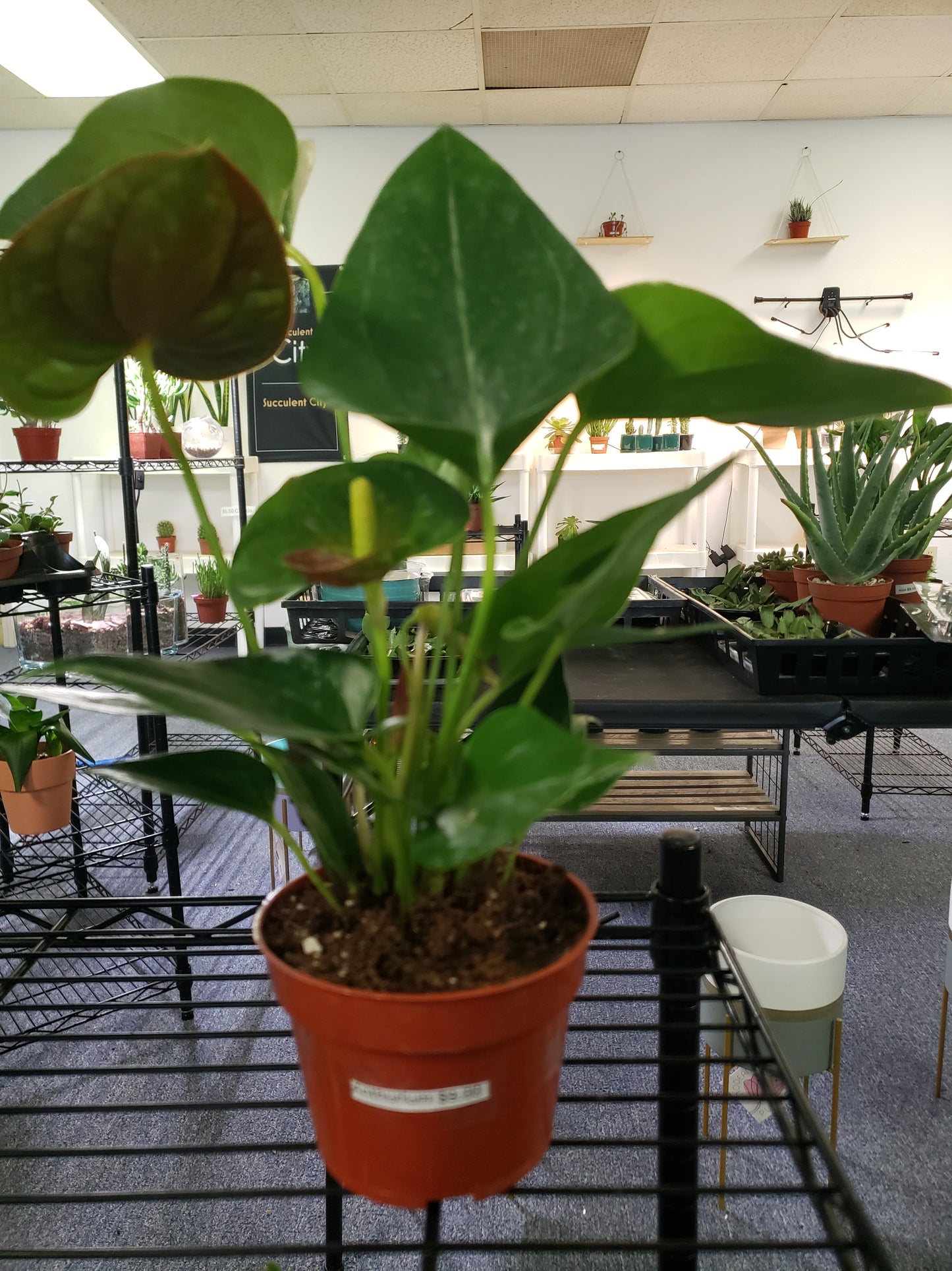 Anthurium