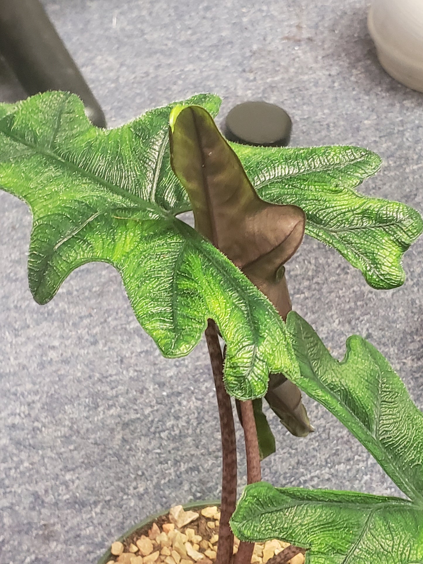 ALOCASIA JACKLYN