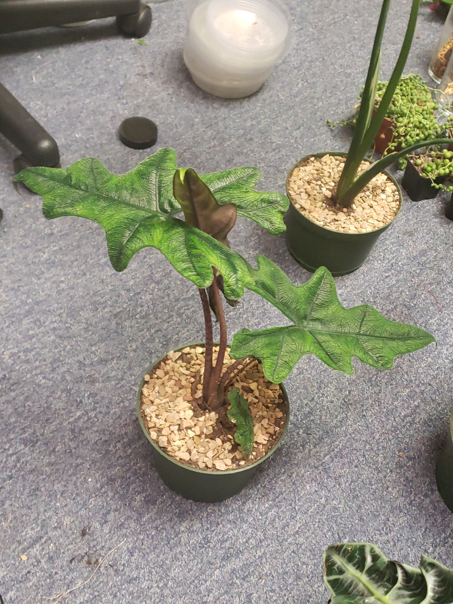 ALOCASIA JACKLYN