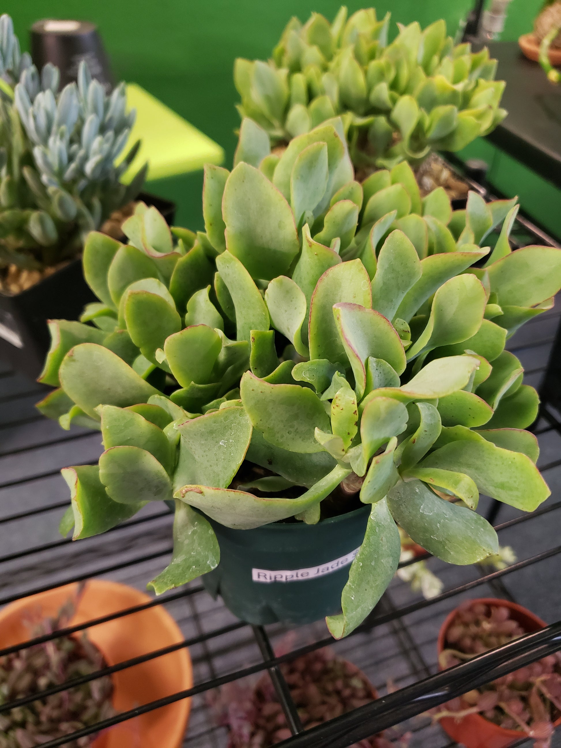 fluted jade plant Ripple Jade- Local Pickup Only – Plants and Things LLC