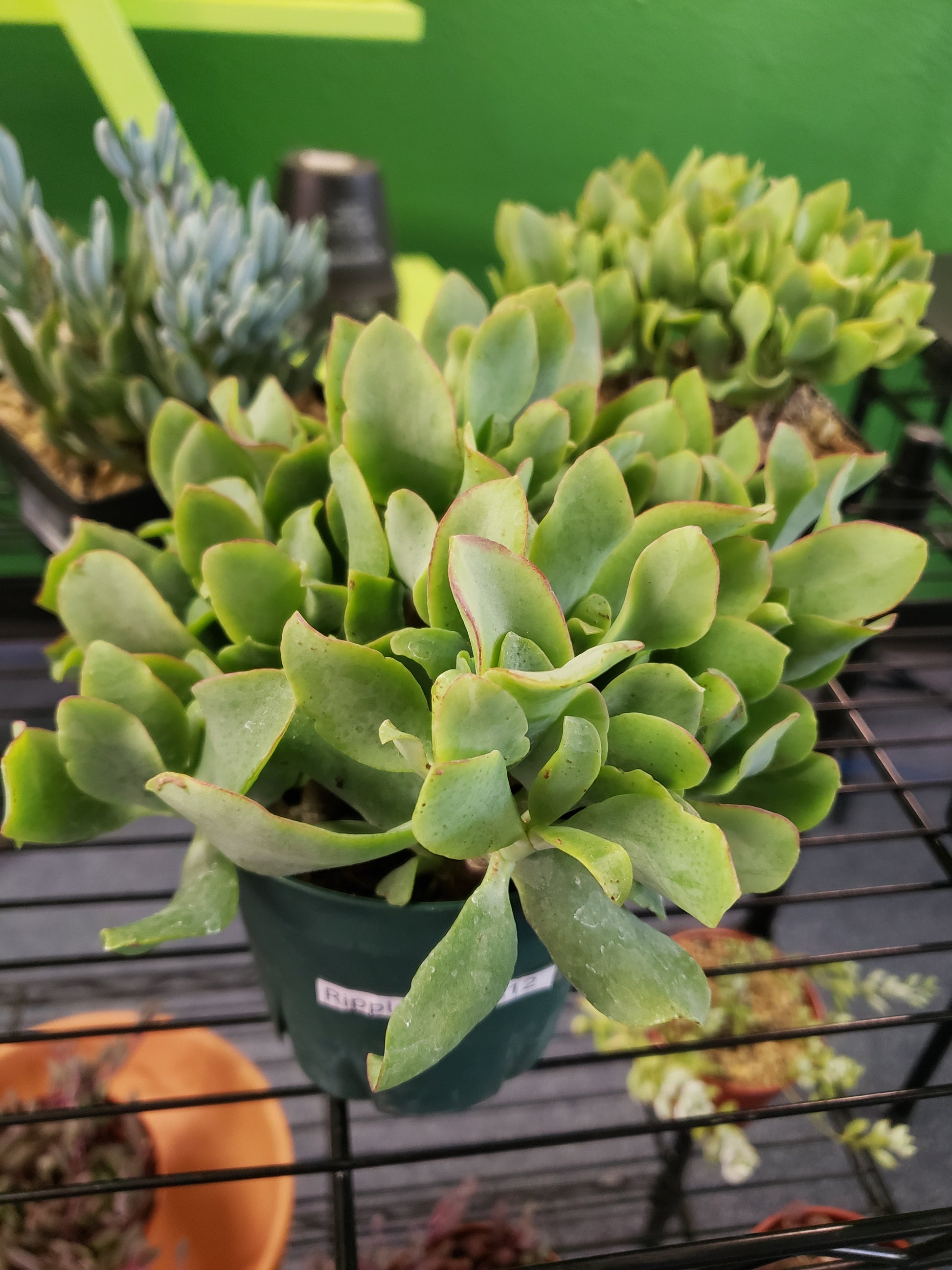 wavy leaf jade plant Ripple Jade- Local Pickup Only – Plants and Things LLC