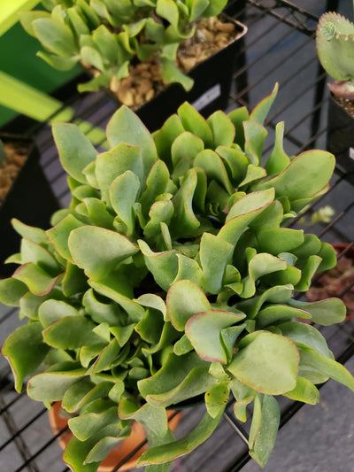 Ripple Jade- Local Pickup Only