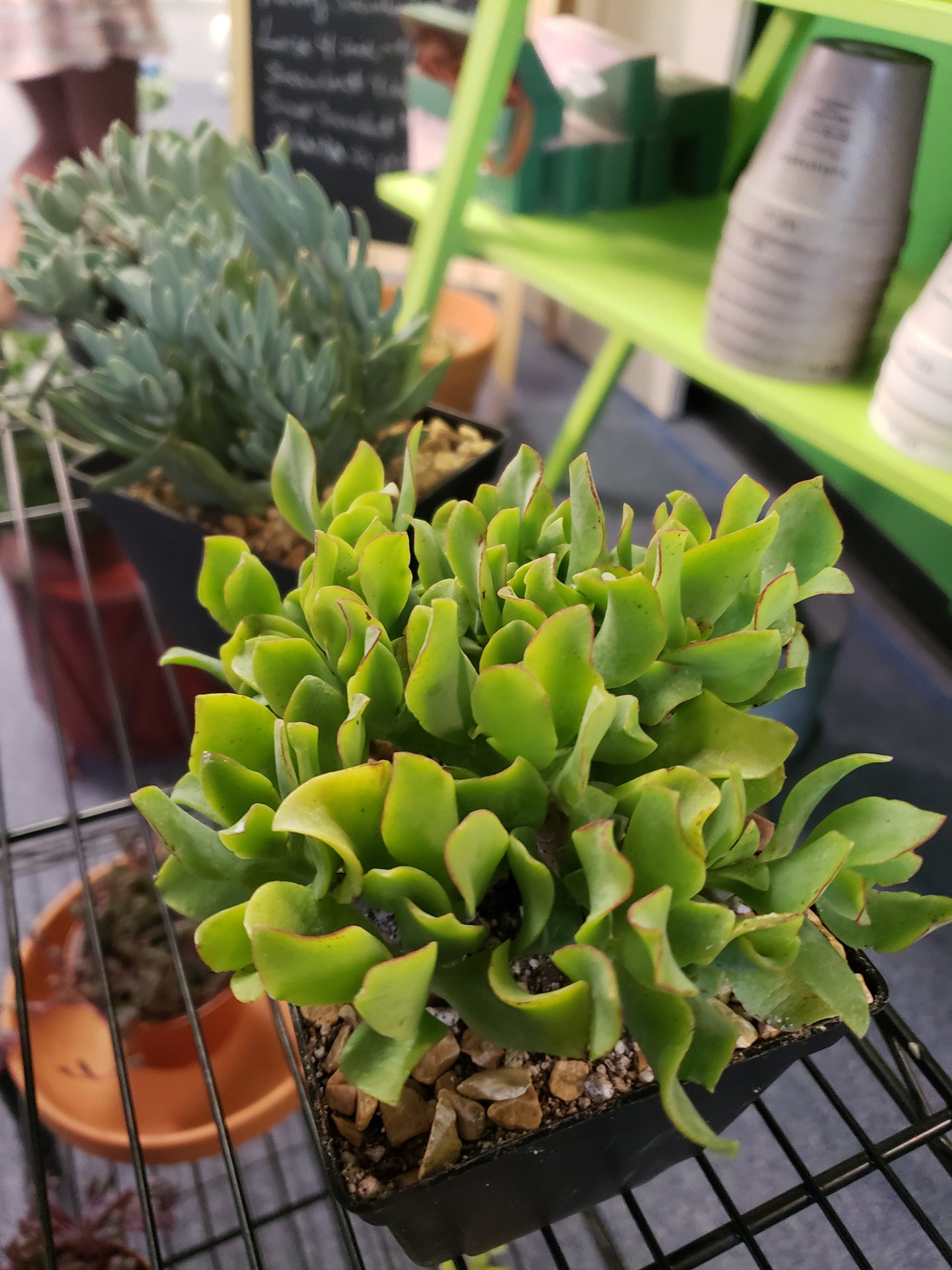 overload jade plant Ripple Jade- Local Pickup Only – Plants and Things LLC