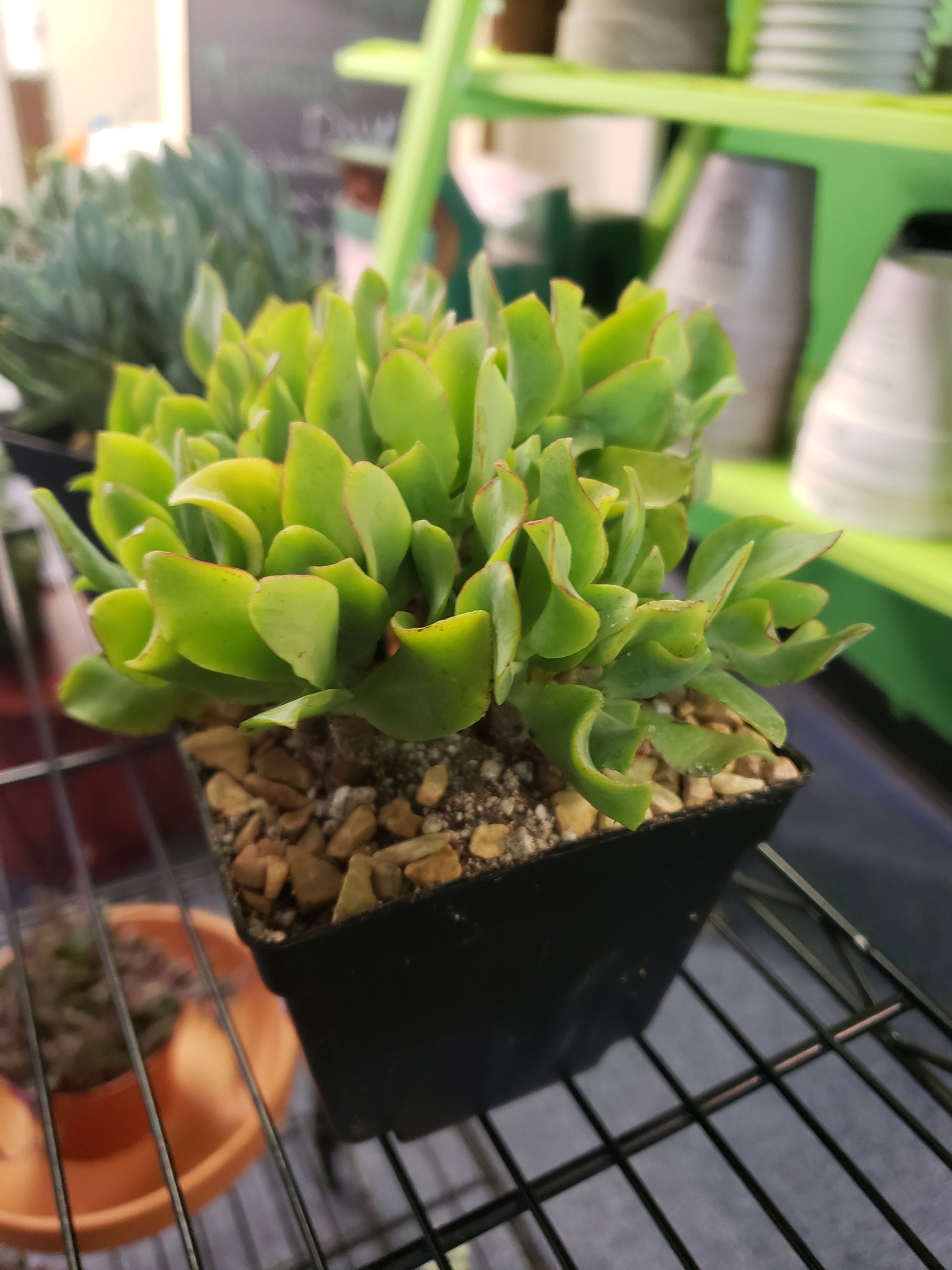 curly leaf jade plant Ripple Jade- Local Pickup Only – Plants and Things LLC