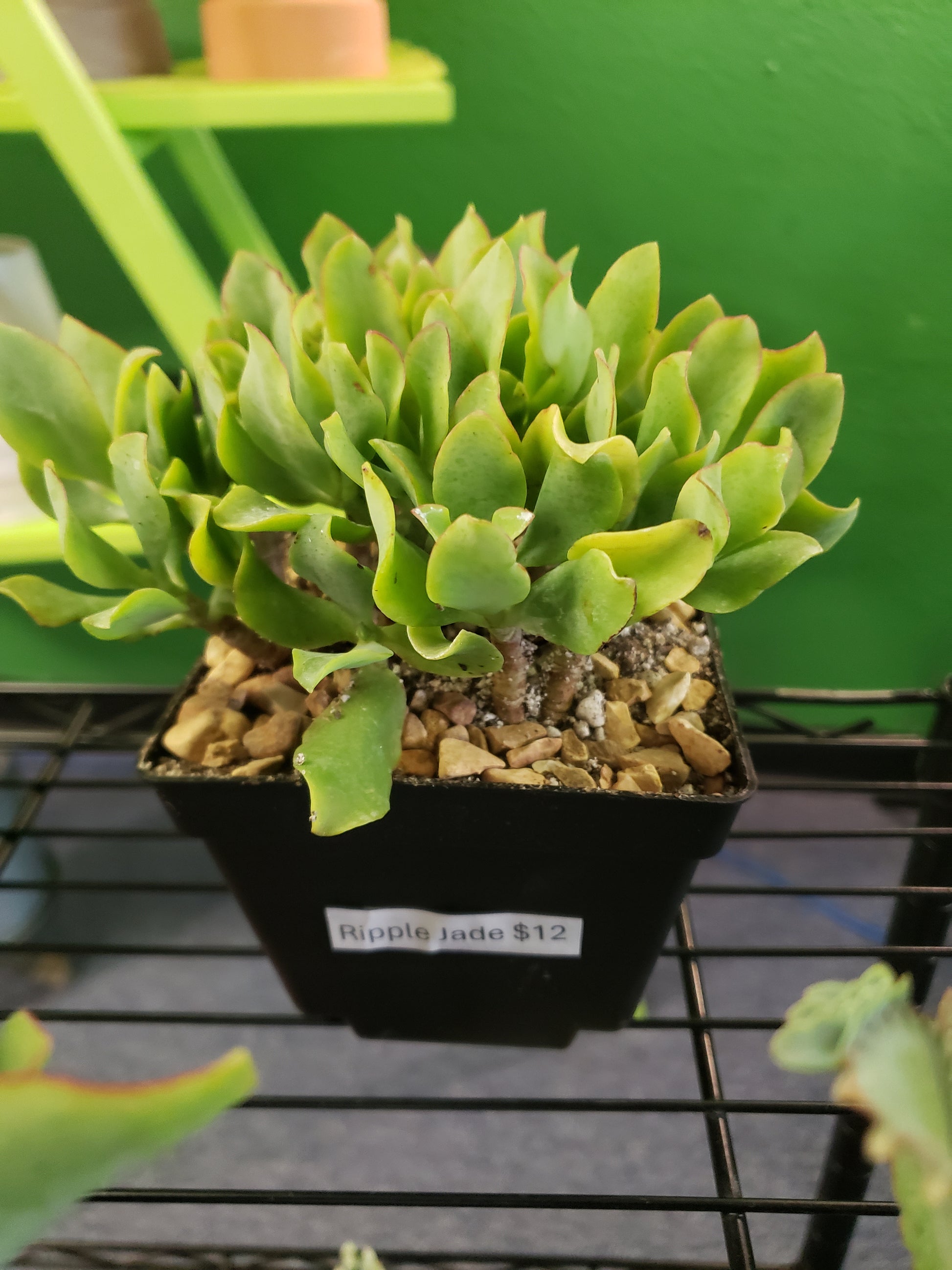 ripple jade plant Ripple Jade- Local Pickup Only – Plants and Things LLC