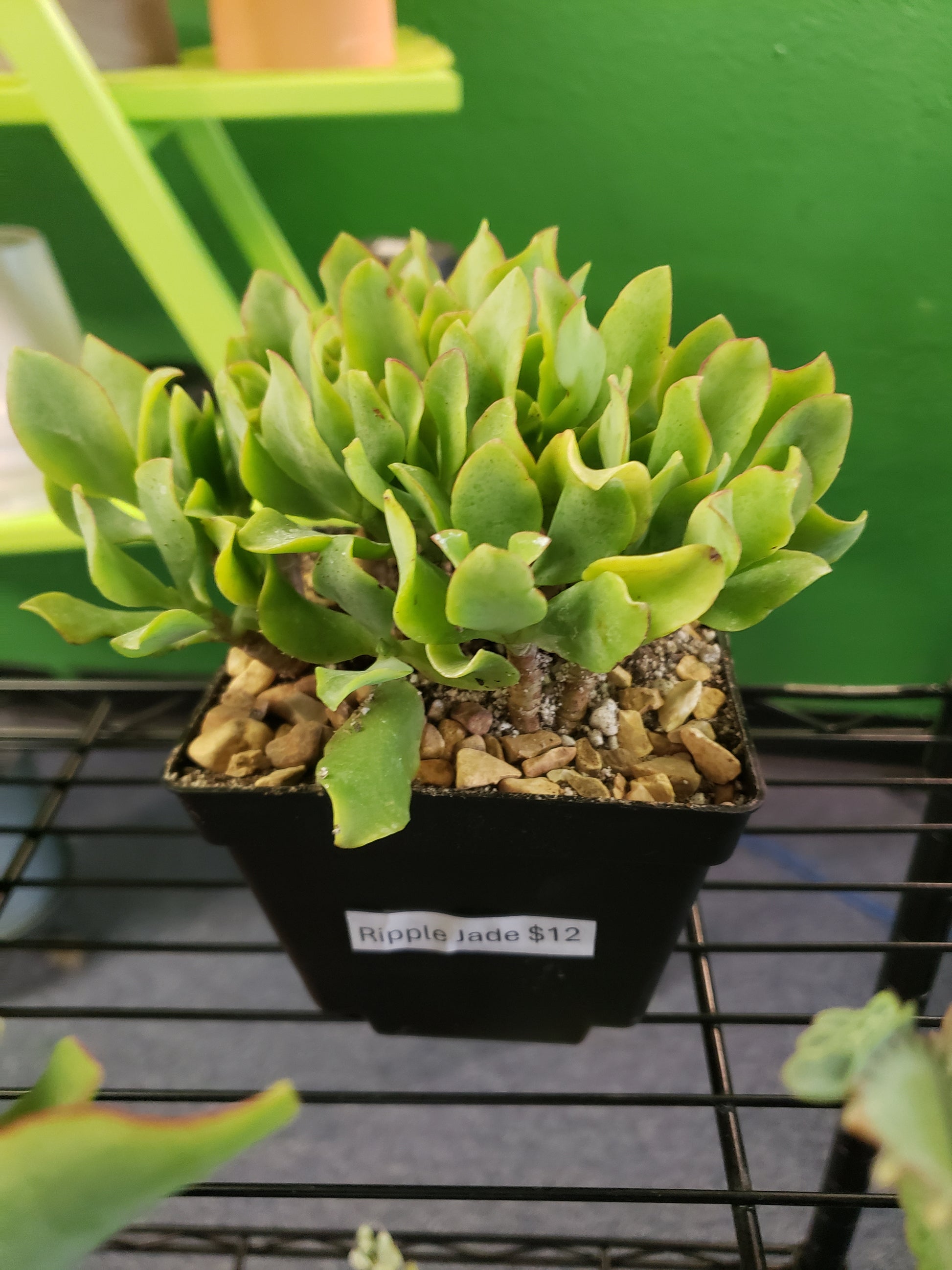wavy jade plant Ripple Jade- Local Pickup Only – Plants and Things LLC