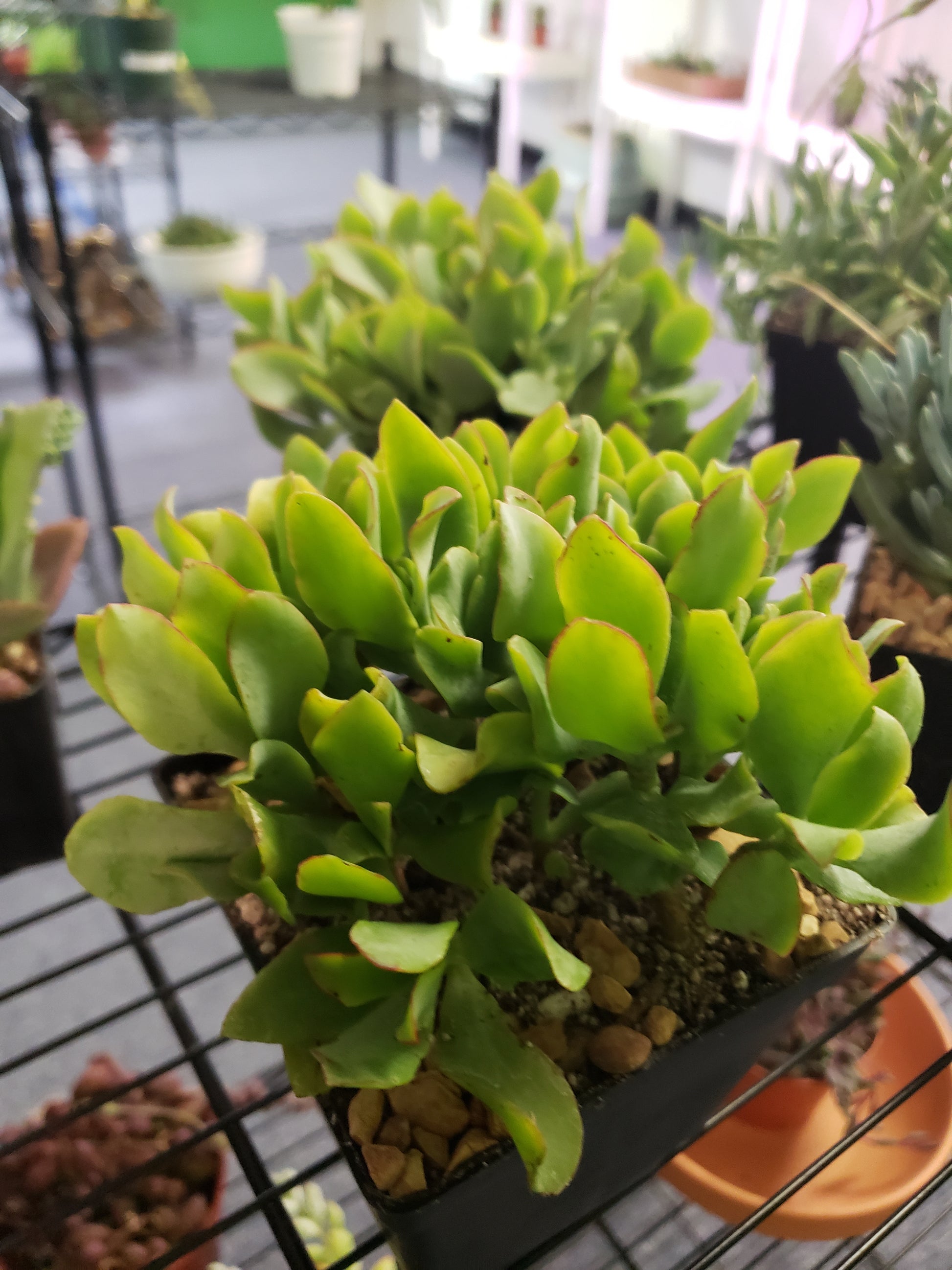 jade plant pointed leaves Ripple Jade- Local Pickup Only – Plants and Things LLC