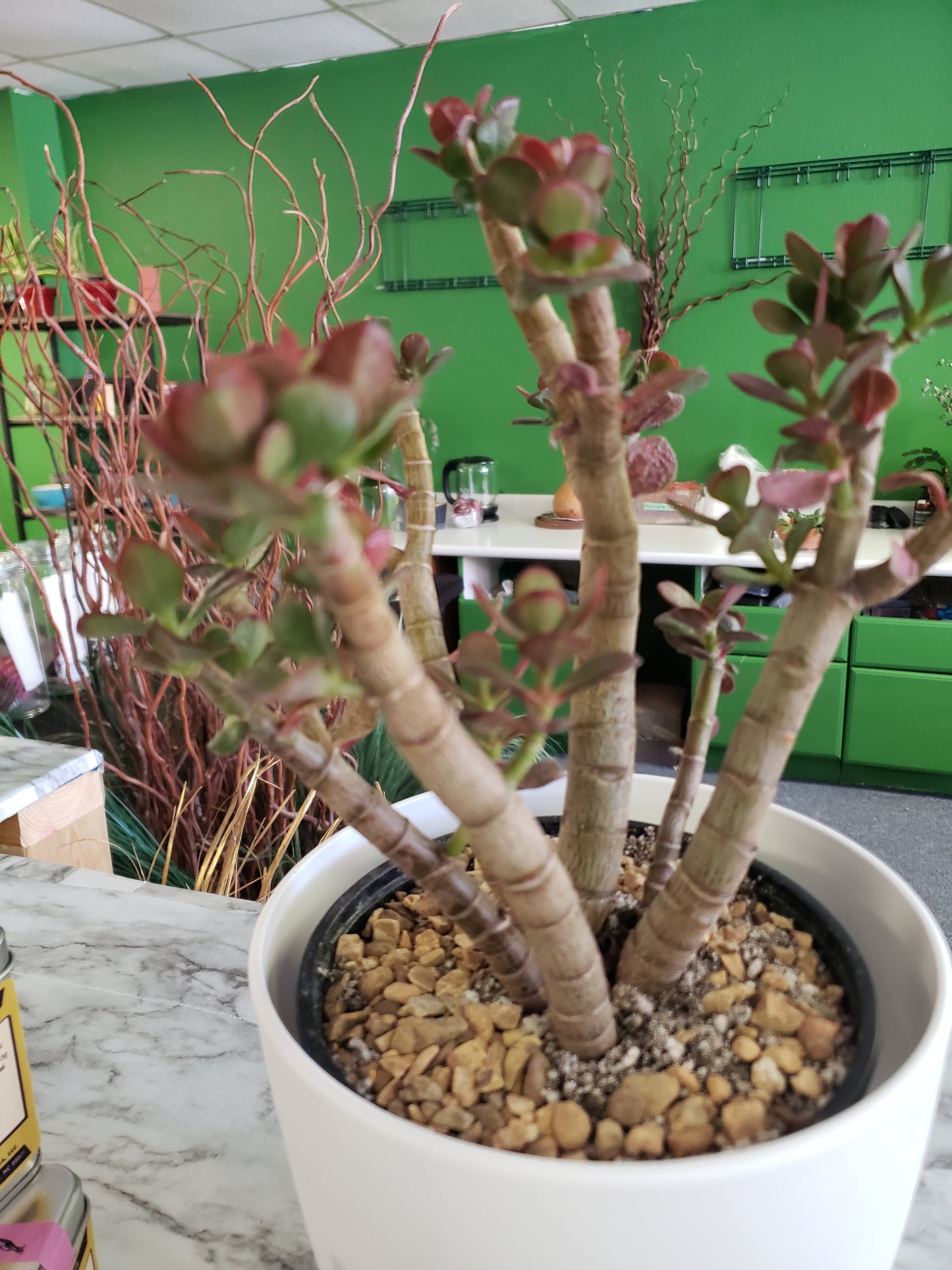 Jade Tree Aged- Groomed