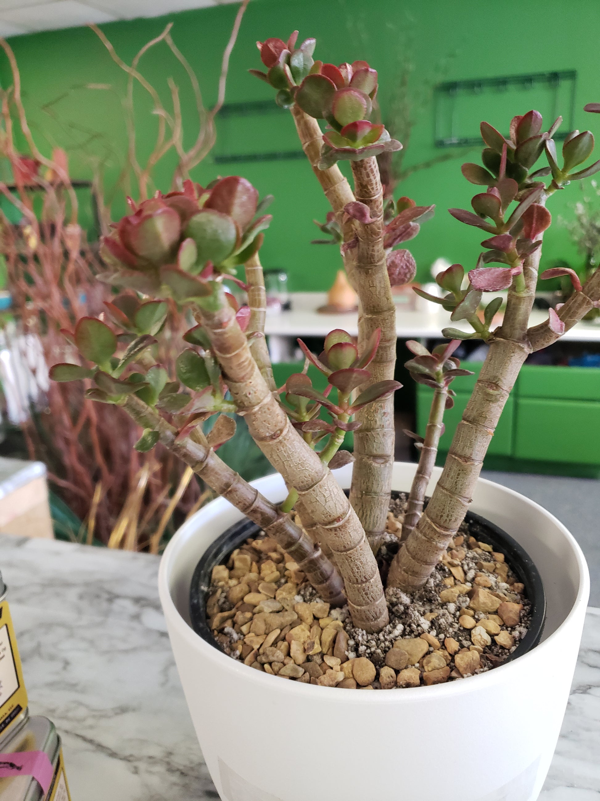 old jade plants for sale Jade Tree Aged- Groomed – Plants and Things LLC