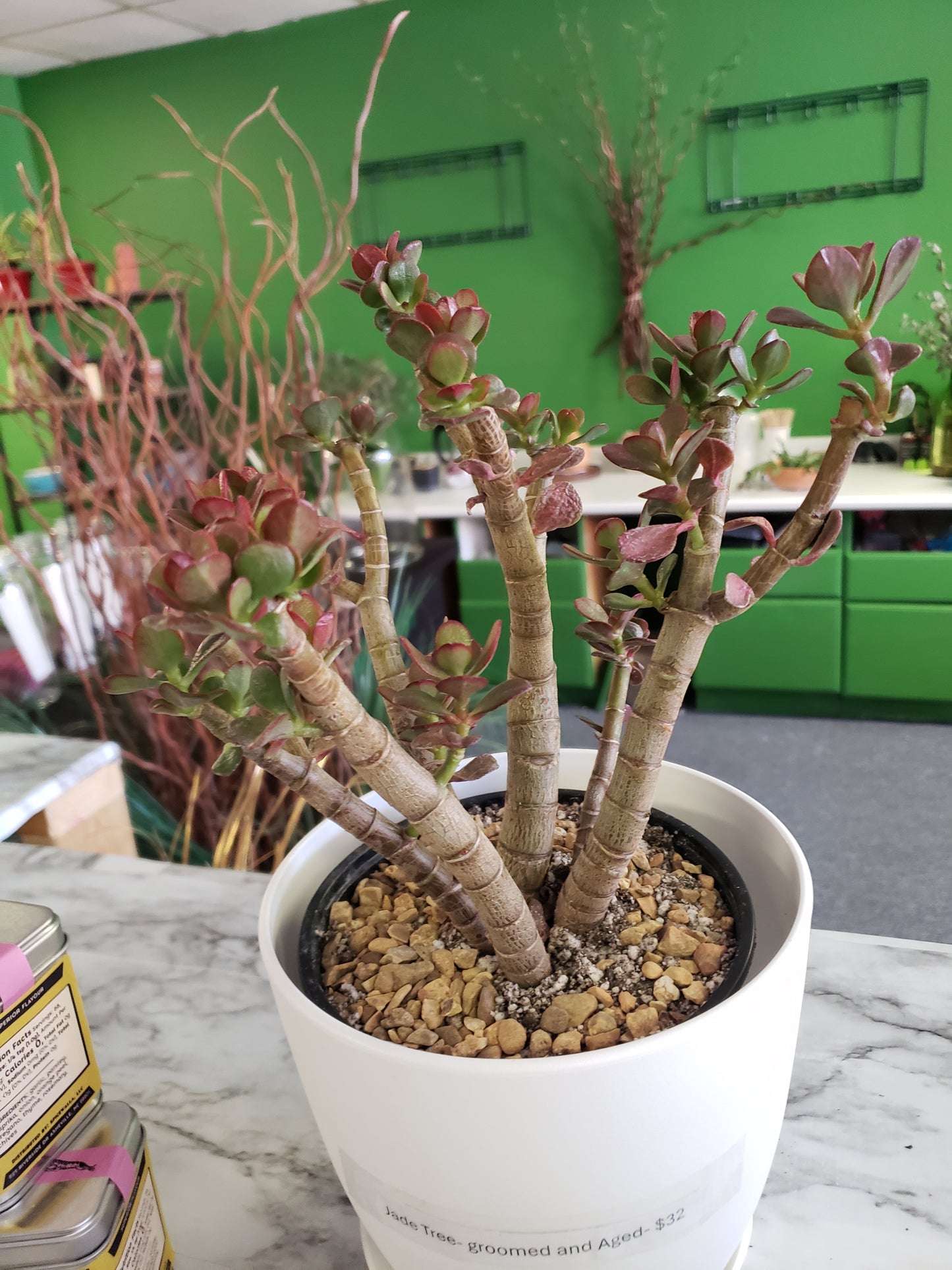 Jade Tree Aged- Groomed